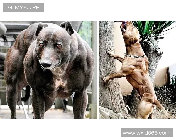 蒙特瑞与墨西哥老虎的巅峰对决谁能笑到最后